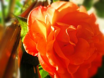 Close-up of orange flower blooming outdoors