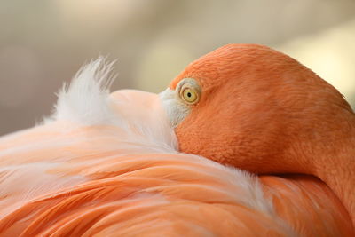 Close-up of flamingo preening