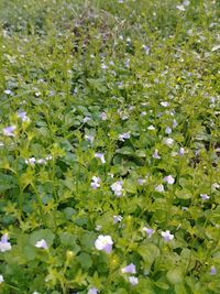 Close-up of white flowering plant in field