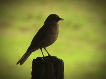 Close-up of bird perching on leaf