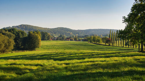 Scenic view of agricultural field against sky