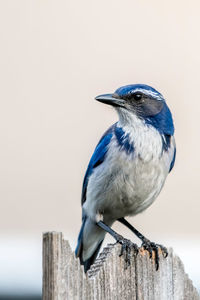 Close-up of bird perching on wooden post