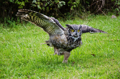 Great horned owl taking off from grassy field