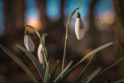 Close-up of white flower