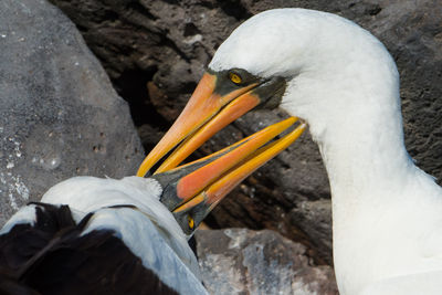 Close-up of nazca boobies