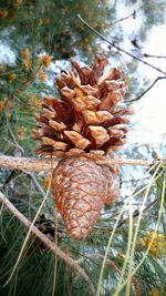 Close-up of pine cone