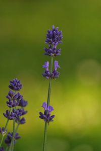 Close-up of purple flowering plant