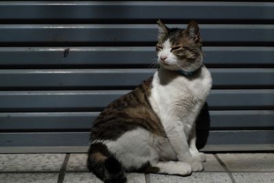 Cat looking away while sitting on shutter