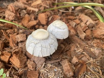 mushroom