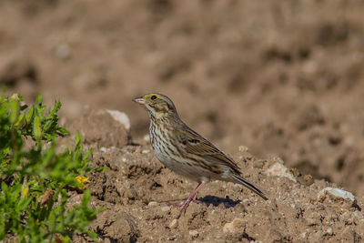 Close-up of bird perching on a field