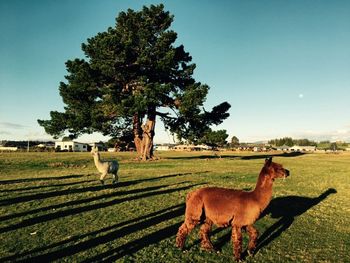 Horse standing on field against clear sky