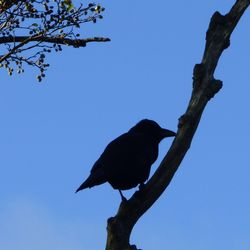 Low angle view of bird perching on tree against clear blue sky