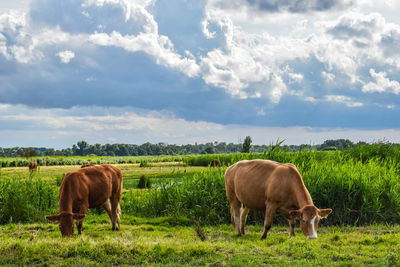 Cows grazing in a field