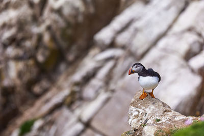 Wild sea birds atlantic puffins at the coast of saltee island, wexford, ireland