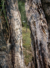 Close-up of tree