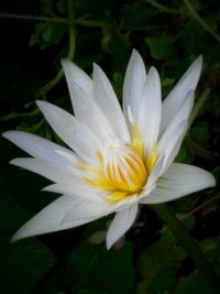 Close-up of white flowers