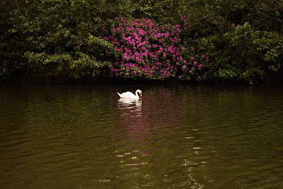 View of ducks swimming in lake