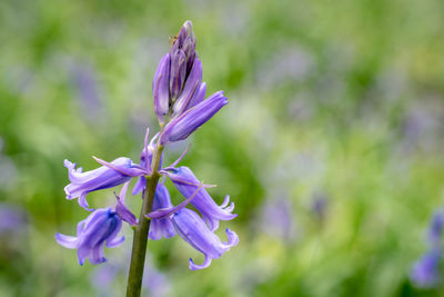 Close-up of purple iris flower