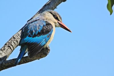 Low angle view of kingfisher perching on branch