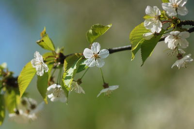 Close-up of white flowering plant