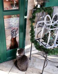 Portrait of cat by door