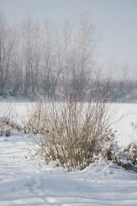 Bare trees on snow covered landscape