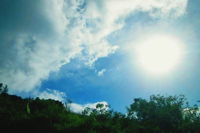 Low angle view of trees against sky