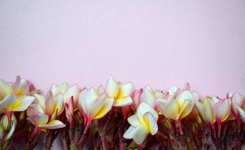 Close-up of yellow tulips against white wall