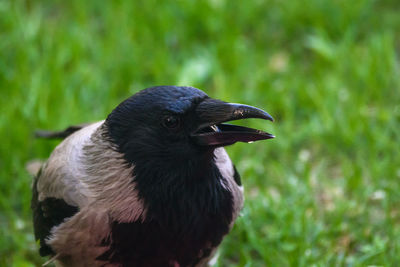 Close-up of a bird on field