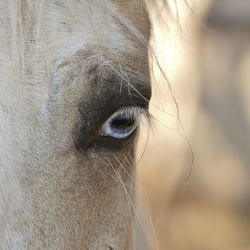 Close-up of horse eye