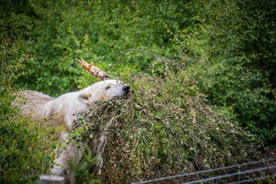 Dog lying on grass