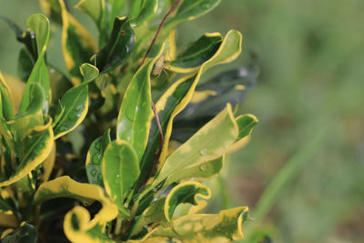 Close-up of plant growing on field