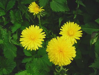 Close-up of yellow flowers