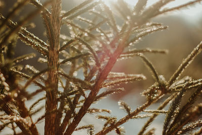 Close-up of frozen plant