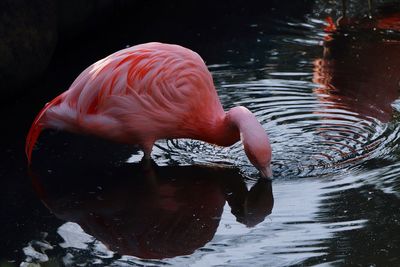 Close-up side view of a bird in water