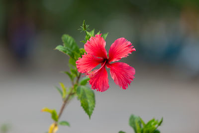 Close-up of red hibiscus flower