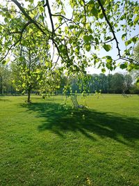 Trees growing on golf course against sky