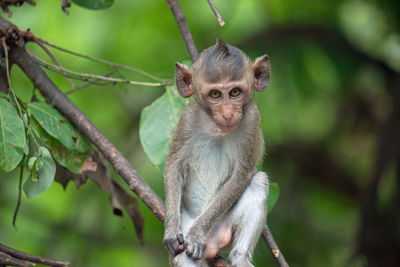 Close-up of monkey