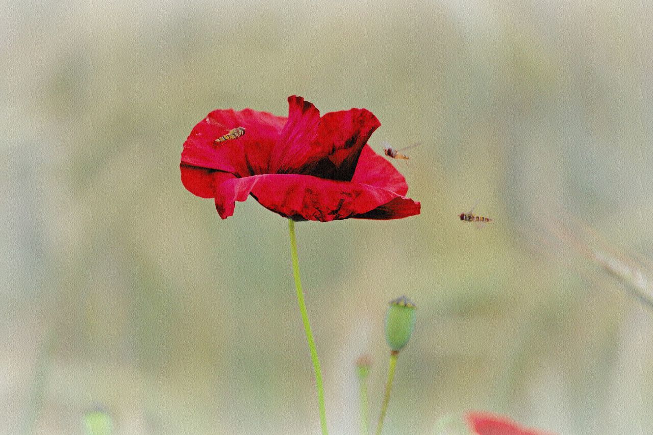 CLOSE-UP OF RED ROSE ON PLANT