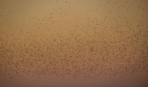 Low angle view of birds flying