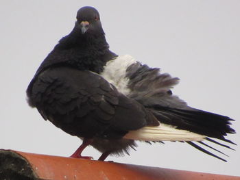 Low angle view of bird perching against clear sky