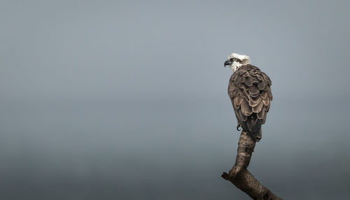 Osprey perching on branch