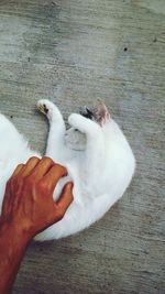 Persons hand tickling cat on stomach