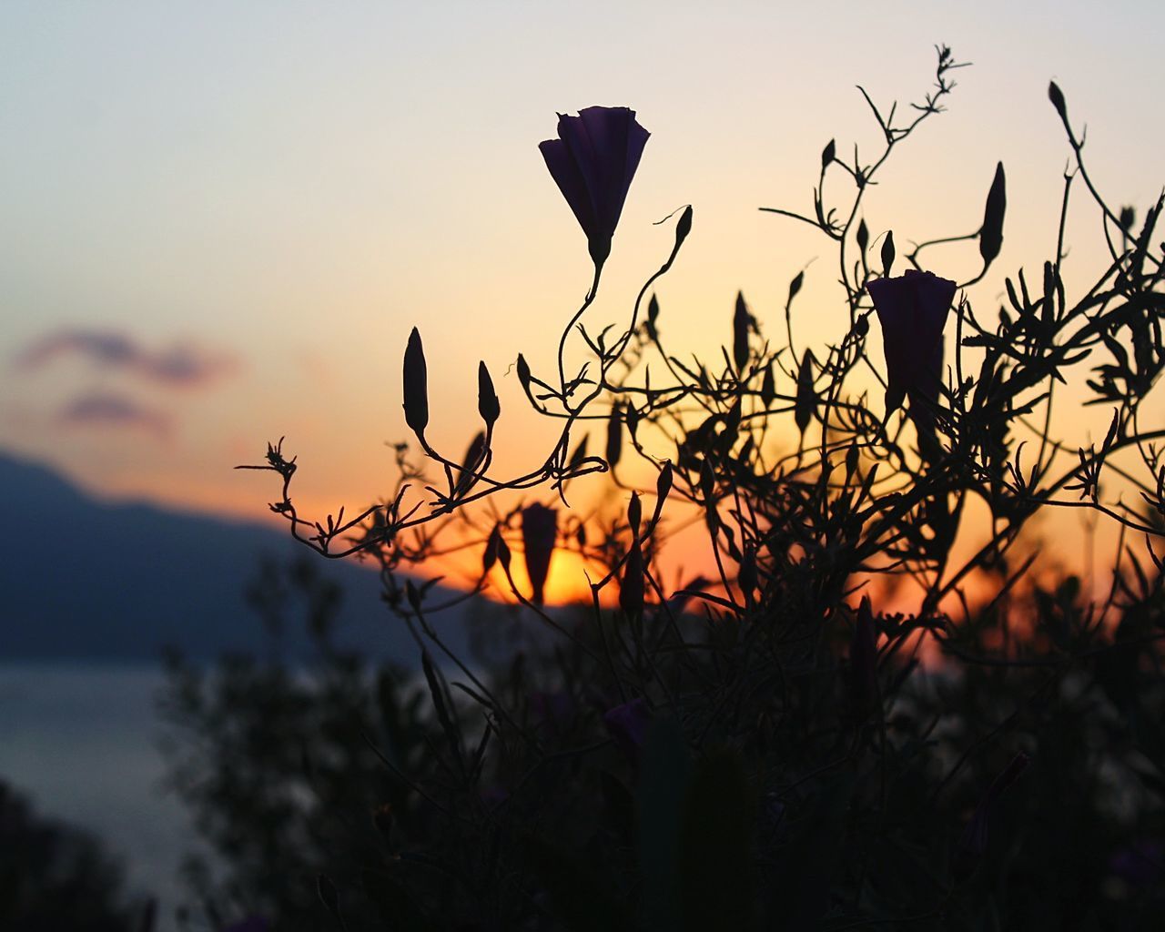 CLOSE-UP OF SILHOUETTE PLANTS AGAINST SKY DURING SUNSET