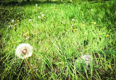 White wildflowers blooming in field