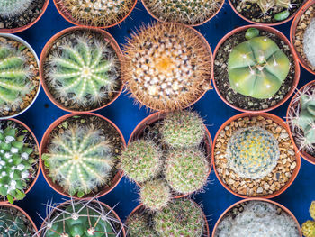 Full frame shot of succulent plants