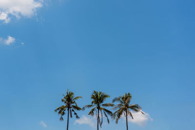 Low angle view of coconut palm tree against blue sky