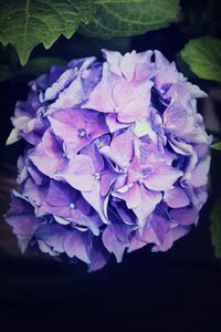 Close-up of purple hydrangea