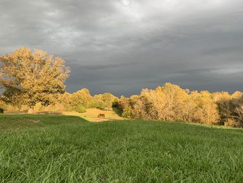 Scenic view of field against sky