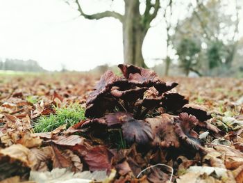 Close-up of plant growing on tree
